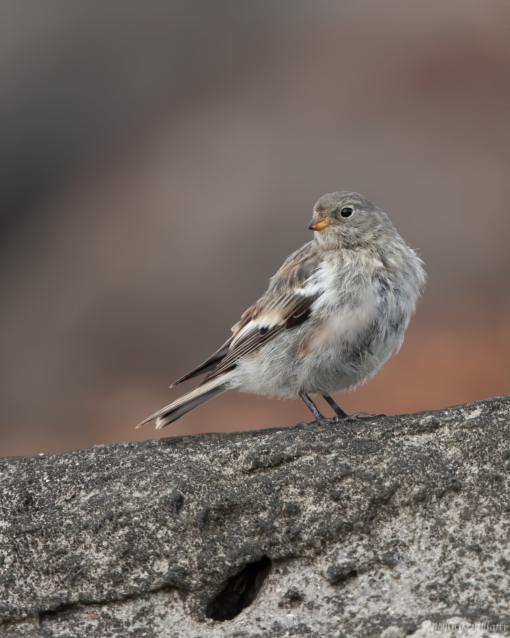 bird of iceland image 20